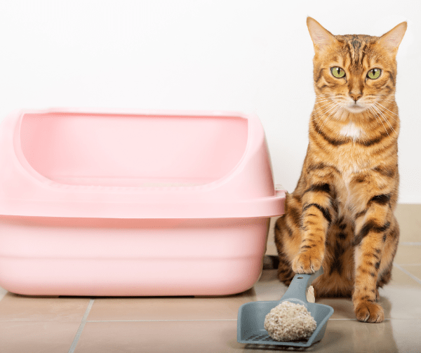 cat with litter tray