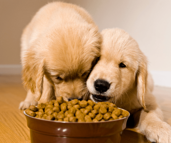 puppies are eating dry food from a bowl