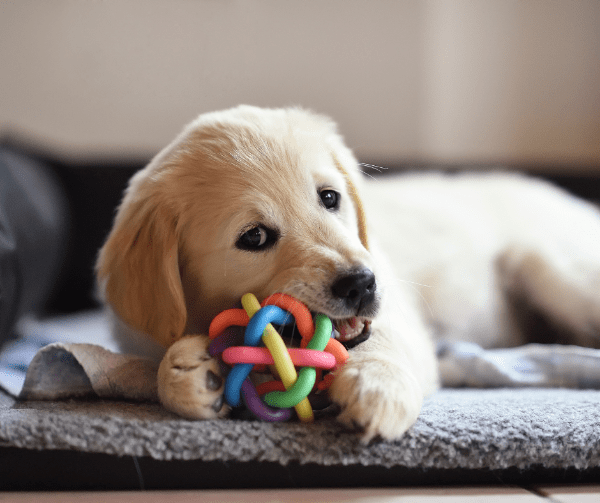 puppy is playing with a toy